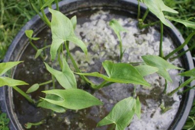 sagittaire-19-05-22.jpg (42.79 Kio) Vu 77096 fois Sagittaire d'eau