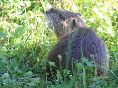 pepere.jpg (67.73 Kio) Vu 96446 fois Pépère