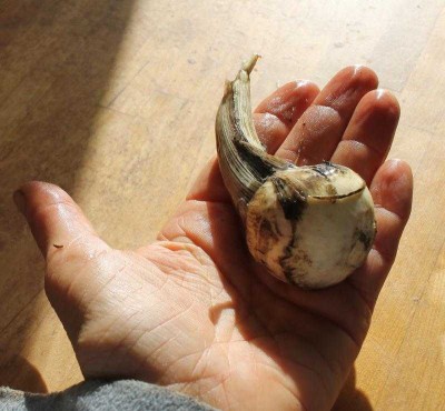 sagittaire-taille.jpg (50.72 Kio) Vu 76491 fois Turion parmi les plus gros