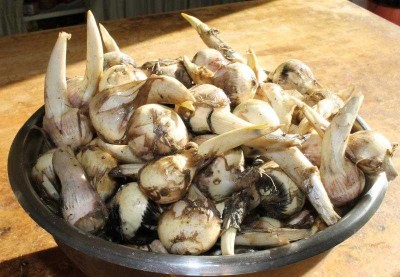 sagittaire-recolte.jpg (55.63 Kio) Vu 76484 fois Récolte de la sagittaire