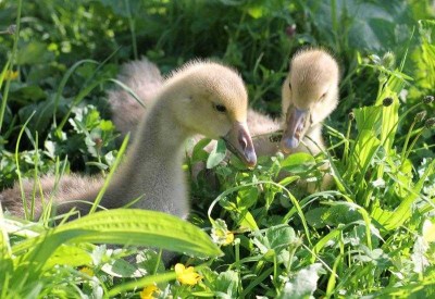 Dans l'herbe