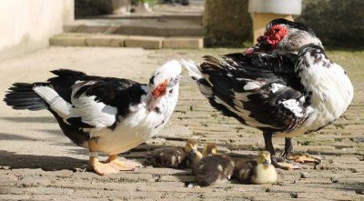 Famille coins